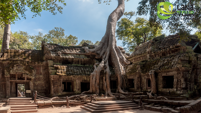 Les éléphants au Cambodge 